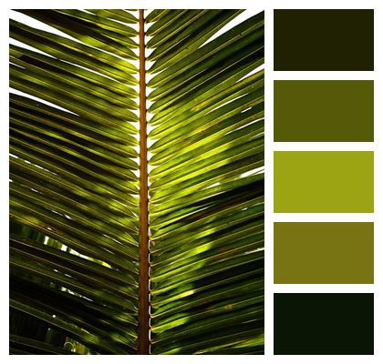 Coconut Leaf Tropical Palm Image